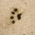 cat-stain-carpet